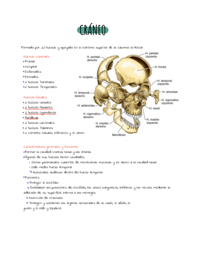 Miniatura del documento Craneo-apuntes.pdf
