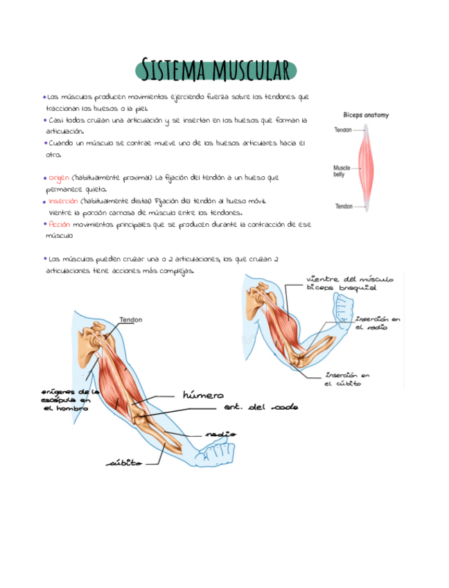 Miniatura del documento sistema-muscular-apuntes.pdf