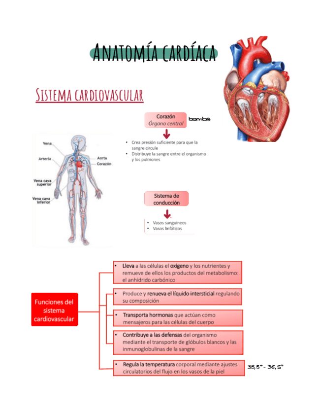 Miniatura del documento Anatomia-cardiaca.pdf