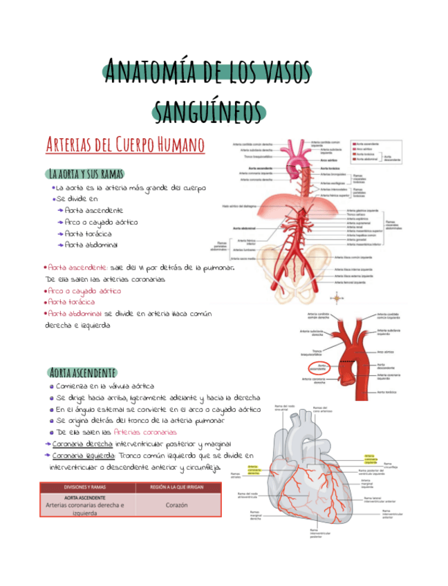 Miniatura del documento Anatomia-de-los-vasos-sanguineos-2.pdf