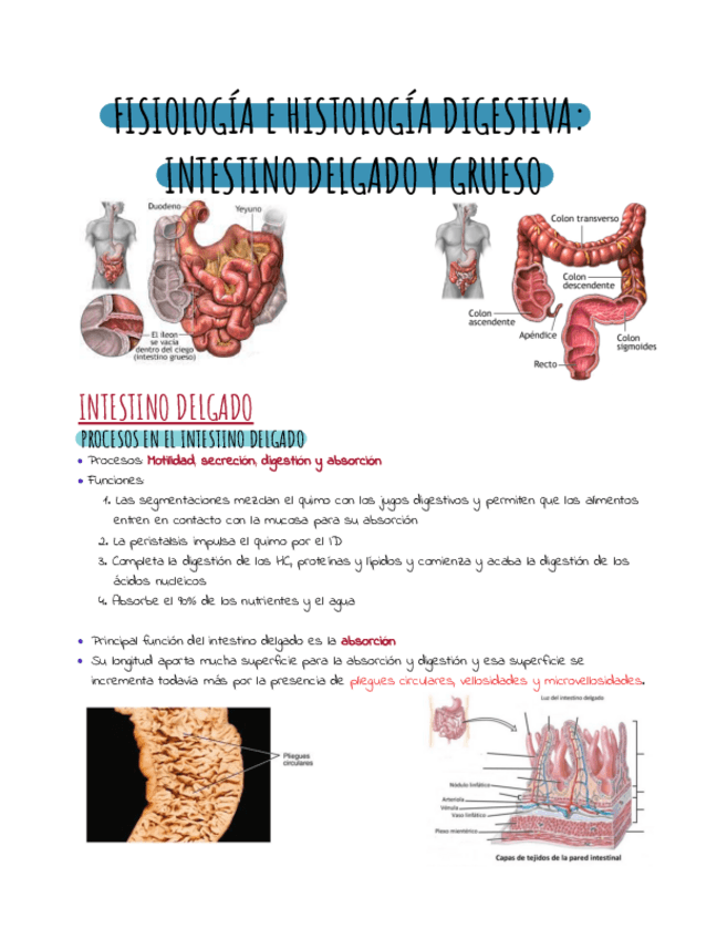 Miniatura del documento Intestino-delgado-y-grueso.pdf