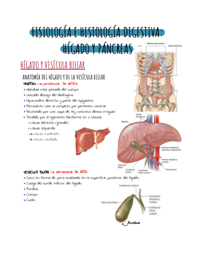 Miniatura del documento Higado-y-pancreas-.pdf