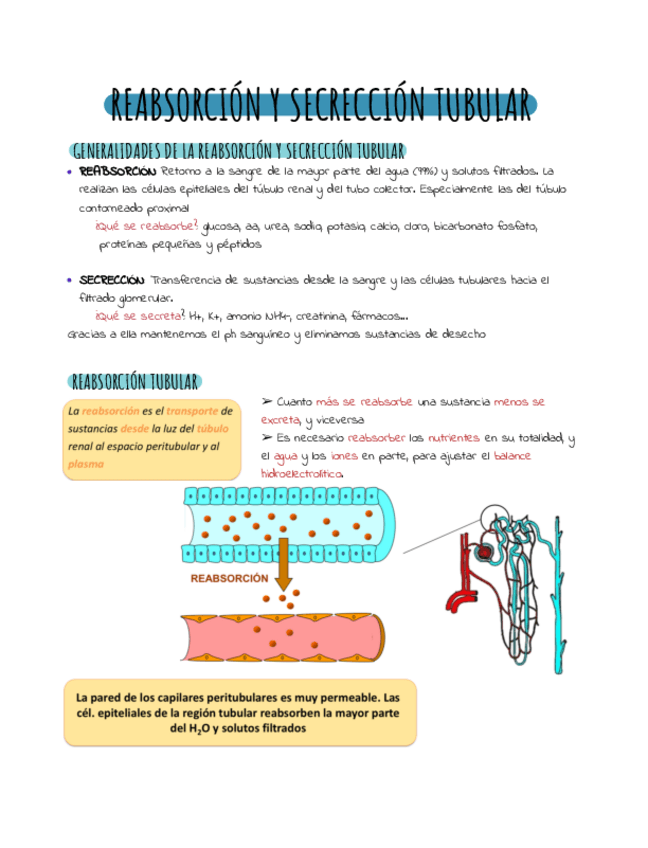 Miniatura del documento Reabsorcion-y-secrecion-.pdf