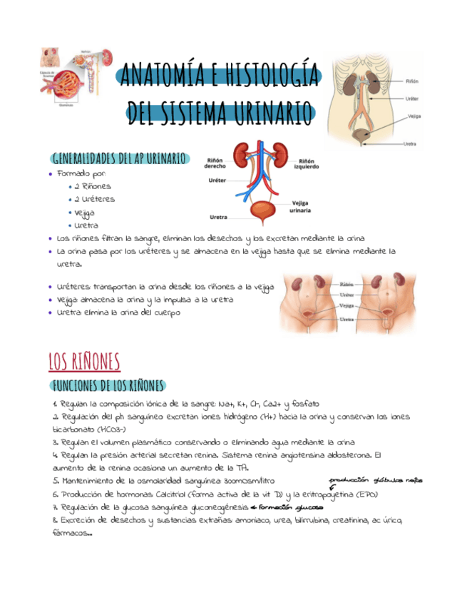 Miniatura del documento Anatomia-sist.pdf
