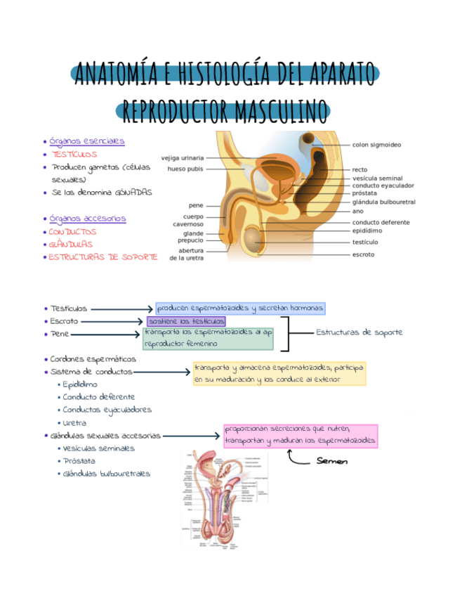 Miniatura del documento Anatomia-aparato-reproductor-masculino-.pdf