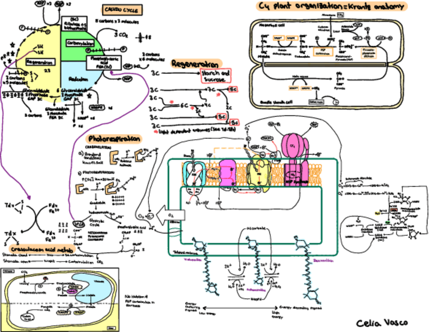 Miniatura del documento Workshop-Advanced-Plant-Physiology.pdf