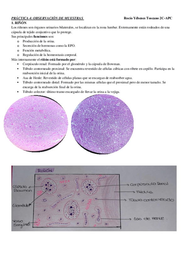 Miniatura del documento Practica-4-CITO.pdf