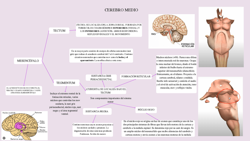 Miniatura del documento CEREBRO-MEDIO-2.pdf