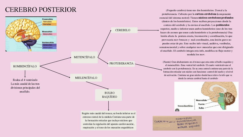 Miniatura del documento cerebro-posterior-2.pdf