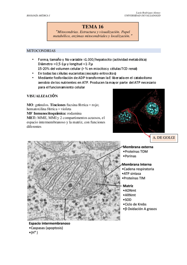 Miniatura del documento TEMA-16.pdf