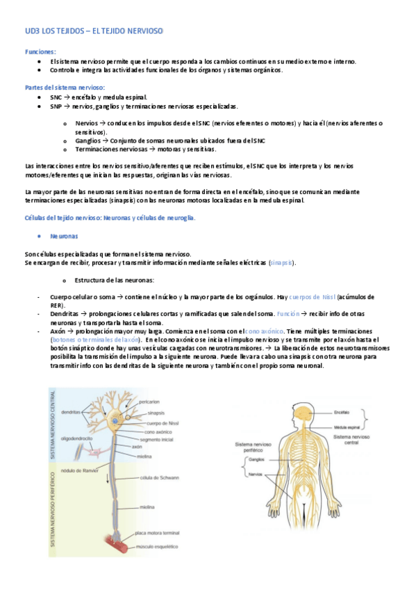 Miniatura del documento UD3-LOS-TEJIDOS-TEJIDO-NERVIOSO.pdf