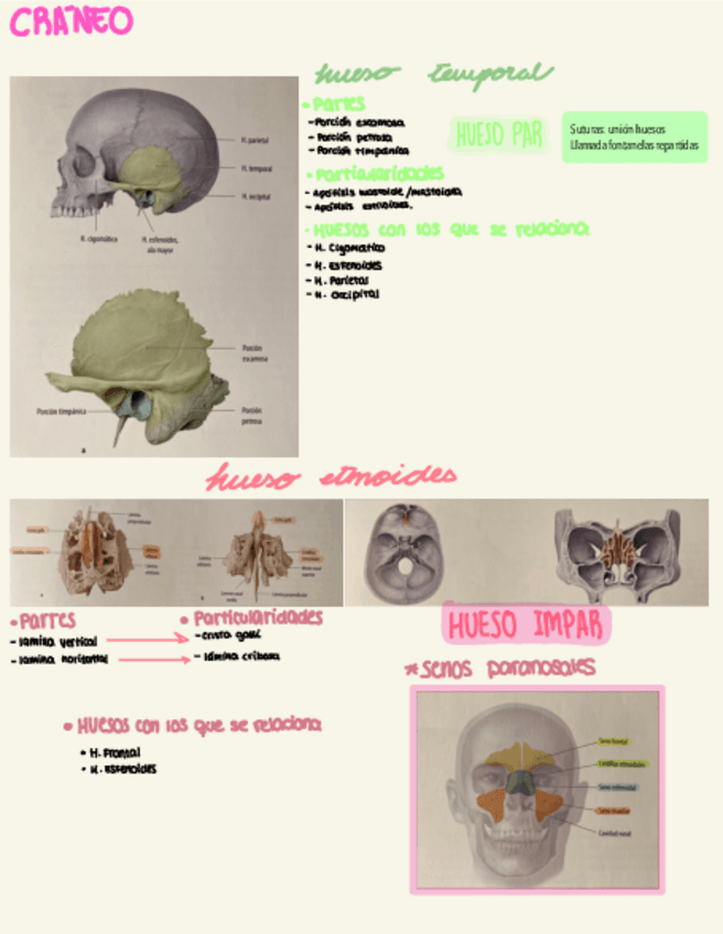 Miniatura del documento Esquema-craneo-.pdf