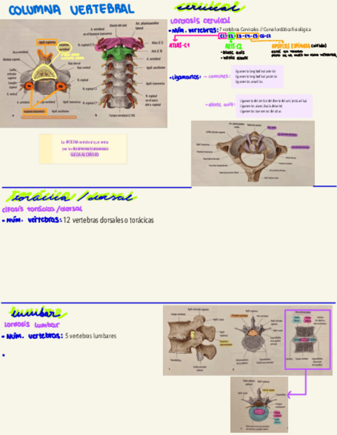 Miniatura del documento Anatomia-columna-.pdf