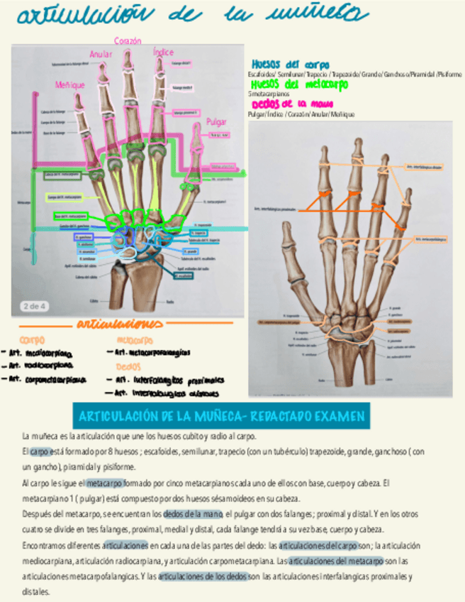 Miniatura del documento Articulacion-de-la-muneca-esquema-y-redactado-.pdf