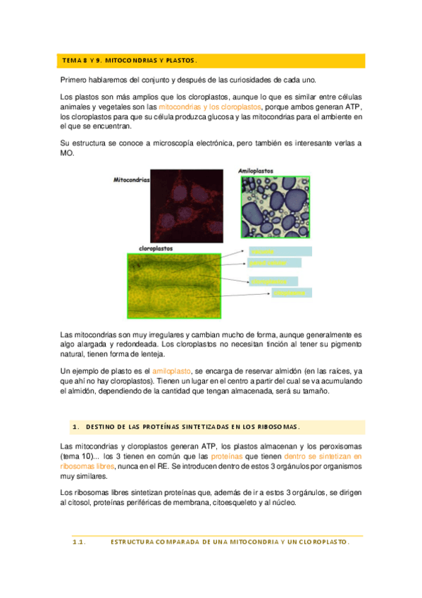 Miniatura del documento Biologia-celular-temas-8-y-9-mitoc.pdf