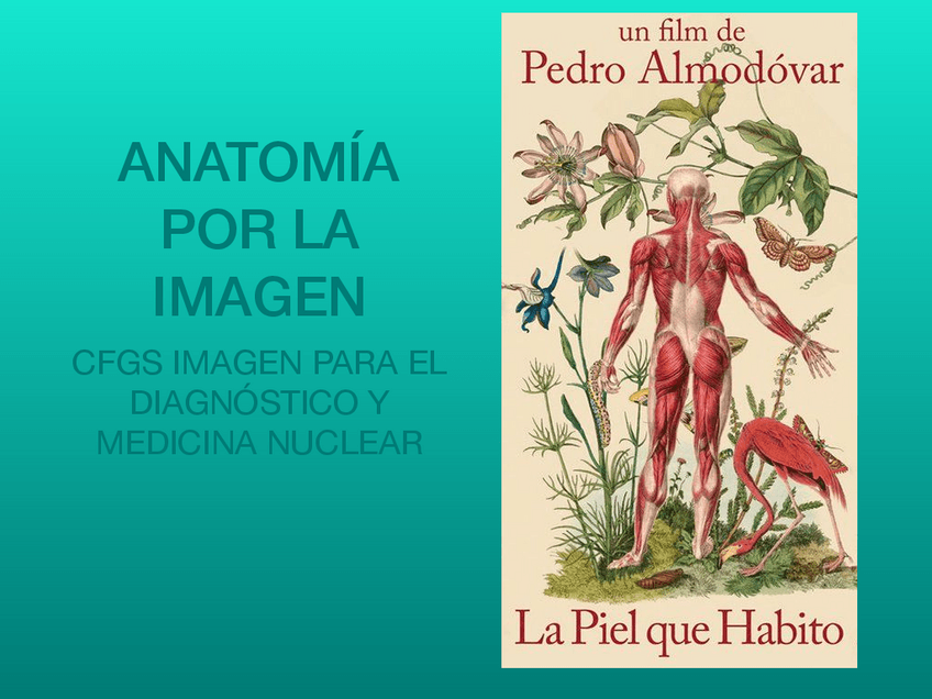 Miniatura del documento UD-1-Localizacion-de-estructuras-anatomicas.pdf