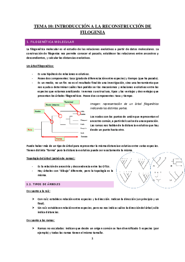 Miniatura del documento Tema-10-Introduccion-a-la-reconstruccion-de-filogenia.pdf