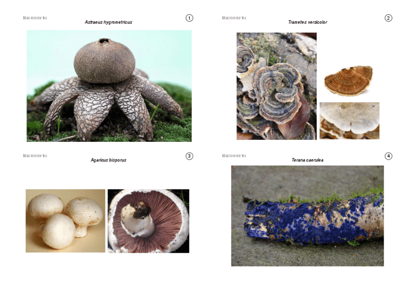 Miniatura del documento visu-botanica.pdf