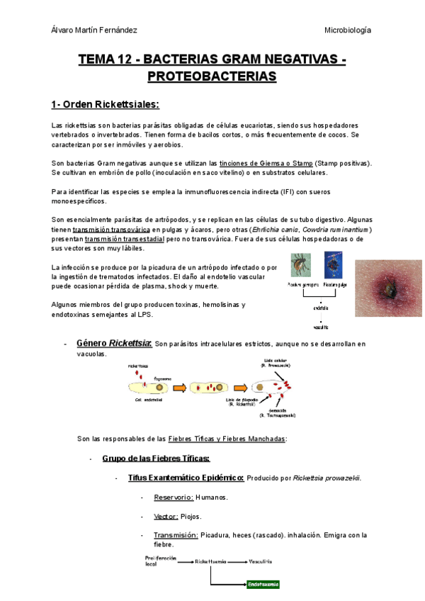 Miniatura del documento TEMA-12-BACTERIAS-GRAM-NEGATIVAS-PROTEOBACTERIAS.pdf