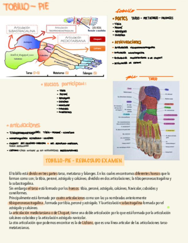 Miniatura del documento Tobillo-Pie-esquema-y-resumen.pdf