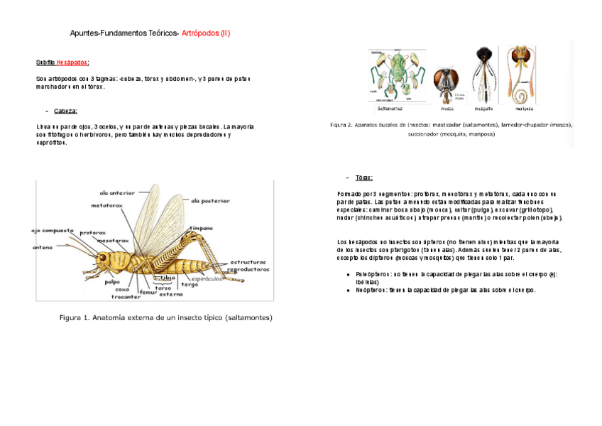 Miniatura del documento Artropodos-II-Apuntes-Fundamentos-Teoricos-.pdf