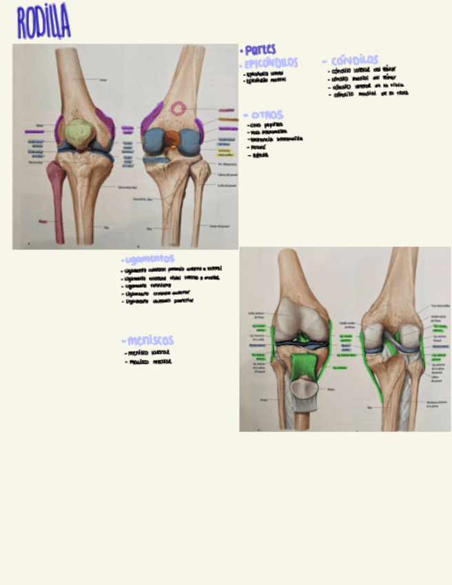Miniatura del documento Rodilla-esquema.pdf
