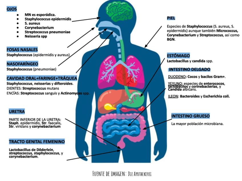 Miniatura del documento Microbiota-1.pdf