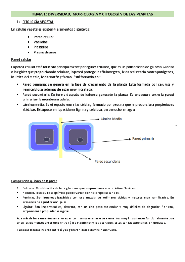 Miniatura del documento Apuntes-enteros-histologia-vegetal.pdf