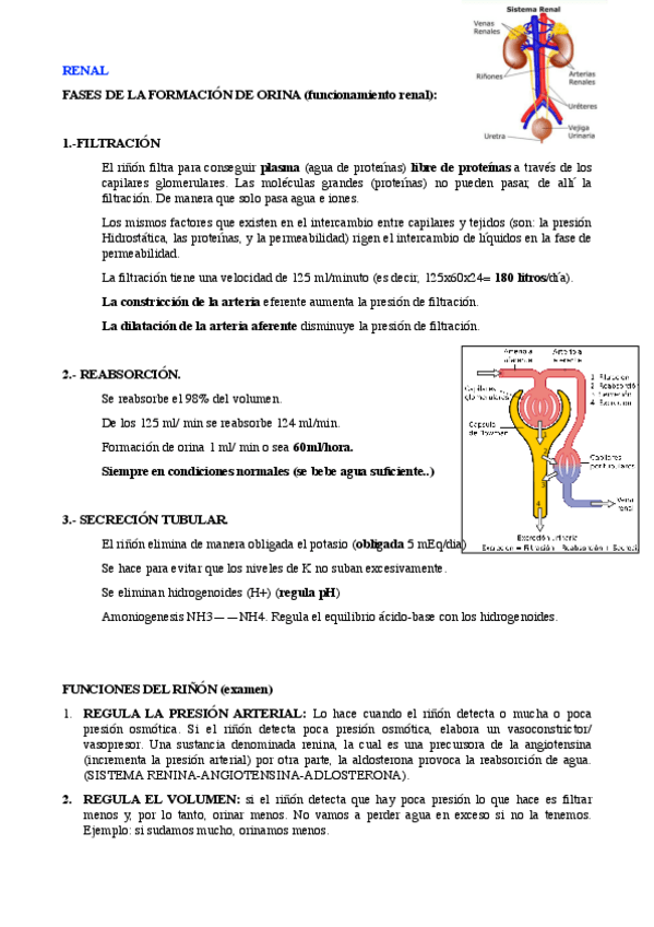 Miniatura del documento Renal.pdf