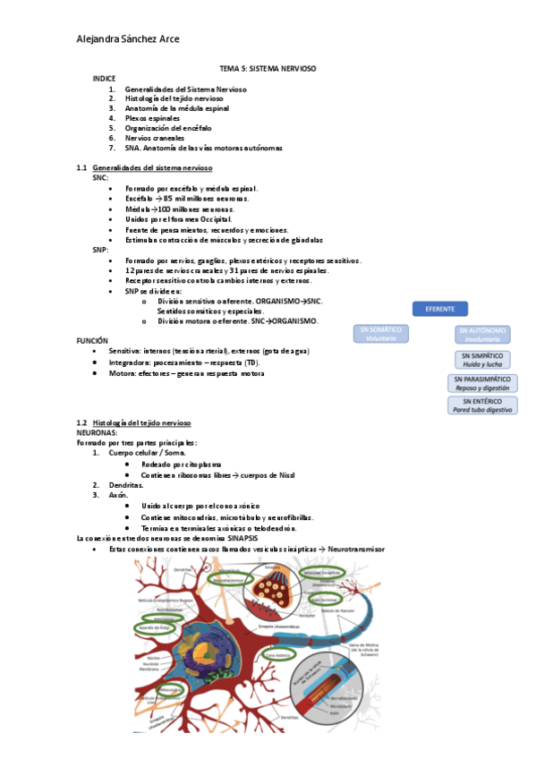 Miniatura del documento TEMA-5-SISTEMA-NERVIOSO.pdf