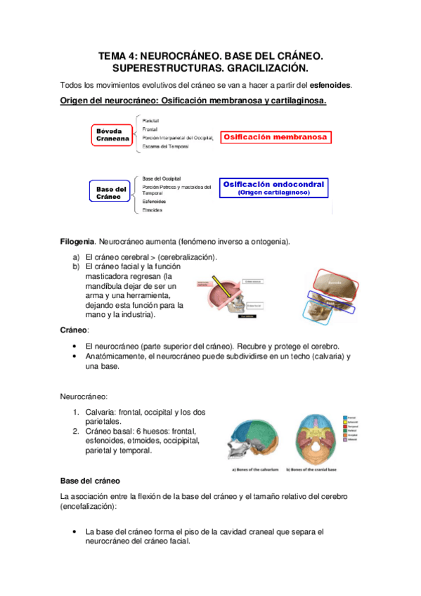 Miniatura del documento TEMA-4-ANTRO.pdf