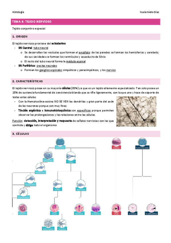 Miniatura del documento TEMA-8-Tejido-nervioso.pdf