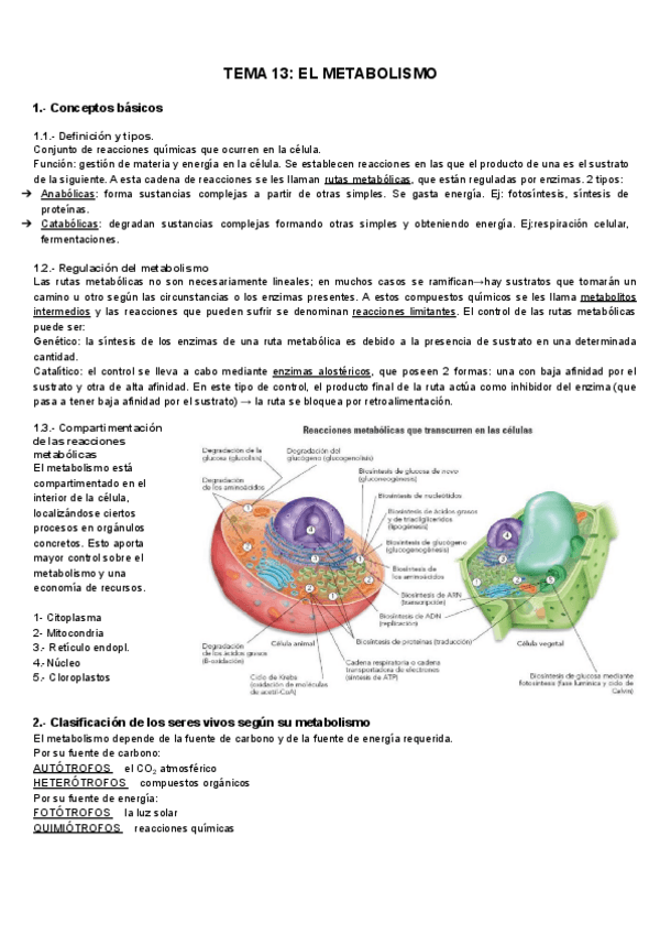 Miniatura del documento TEMA-13-METABOLISMO.pdf