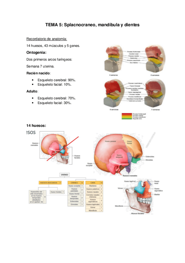 Miniatura del documento TEMA-5-ANTRO.pdf