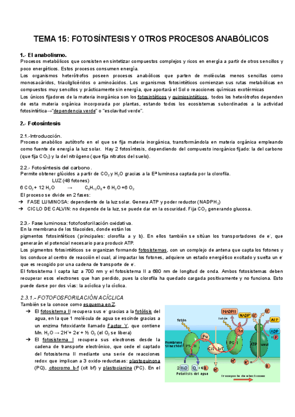 Miniatura del documento TEMA-15-Fotosintesis.pdf