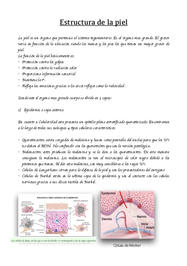 Miniatura del documento Tema-7-Estructura-de-la-piel-.pdf