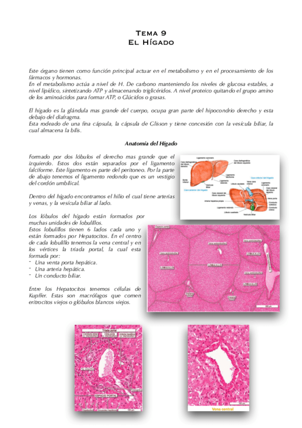 Miniatura del documento Tema-9-El-Higado.pdf