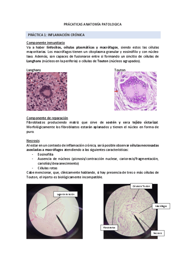 Miniatura del documento EXAMEN PRÁCTICAS ANATOMÍA PATOLÓGICA