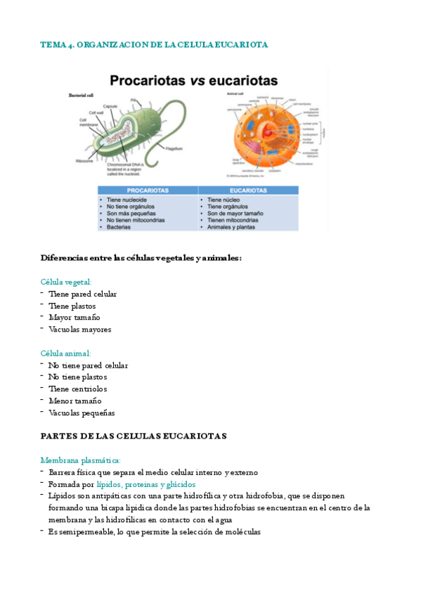 Miniatura del documento tema-4-biologia-.pdf