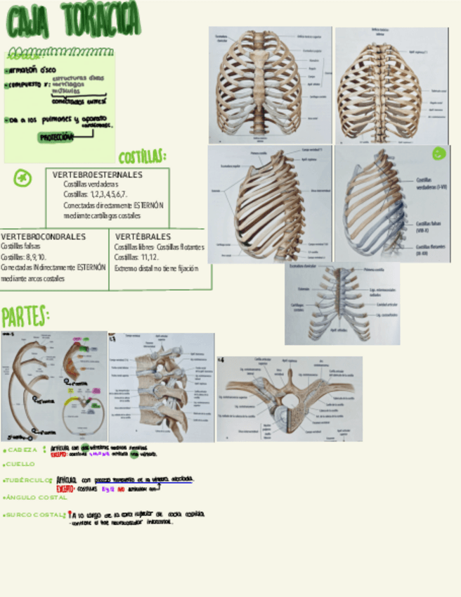 Miniatura del documento Caja-toracica-esquema-parte-1.pdf