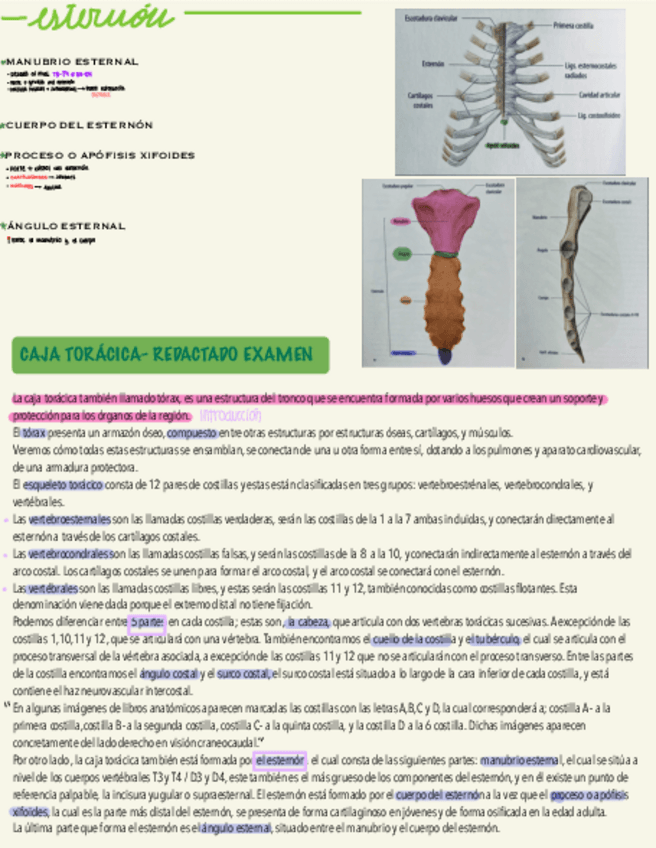 Miniatura del documento Caja-toracica-esquema-y-redactado-parte-2.pdf