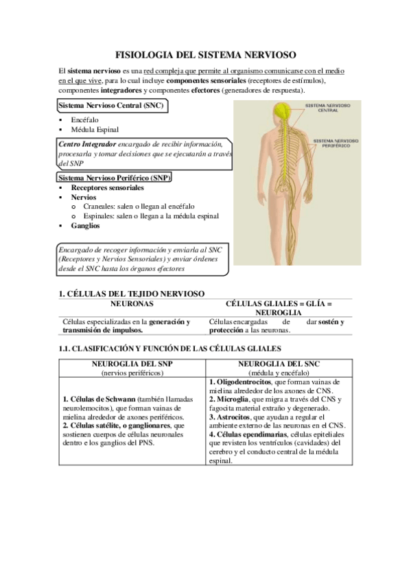 Miniatura del documento FISIOLOGIA DEL SISTEMA NERVIOSO.pdf
