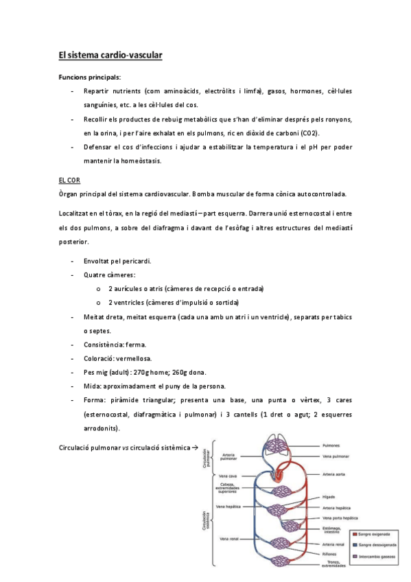Miniatura del documento 4-Sistema-cardiovascular.pdf