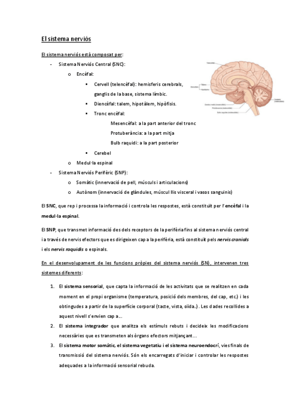 Miniatura del documento 3-Sistema-nervios.pdf
