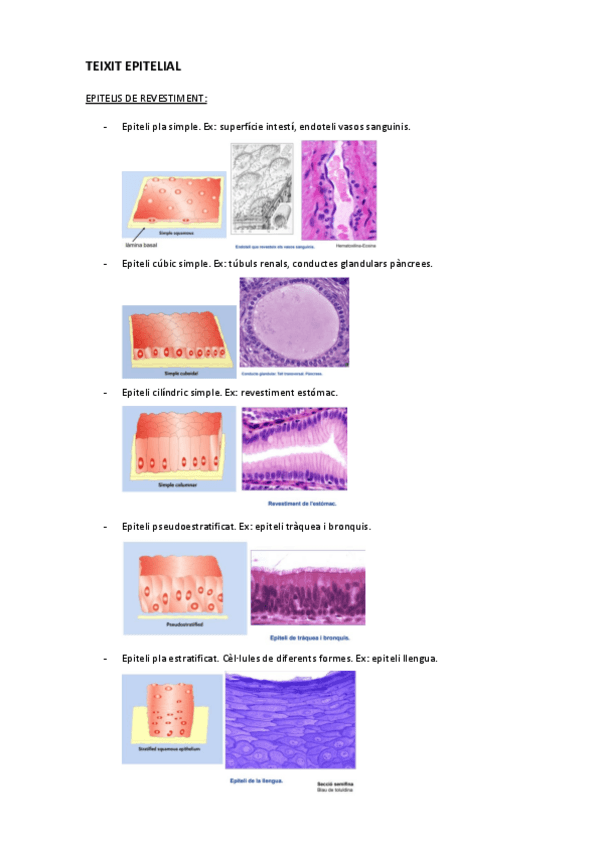 Miniatura del documento apunts-teixits-fotos.pdf