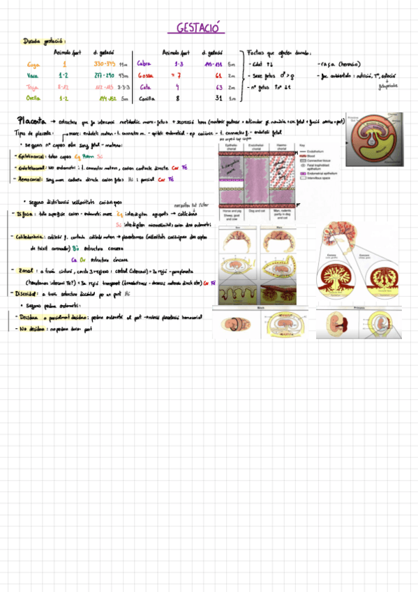 Miniatura del documento LilPau-REPRO-2.pdf