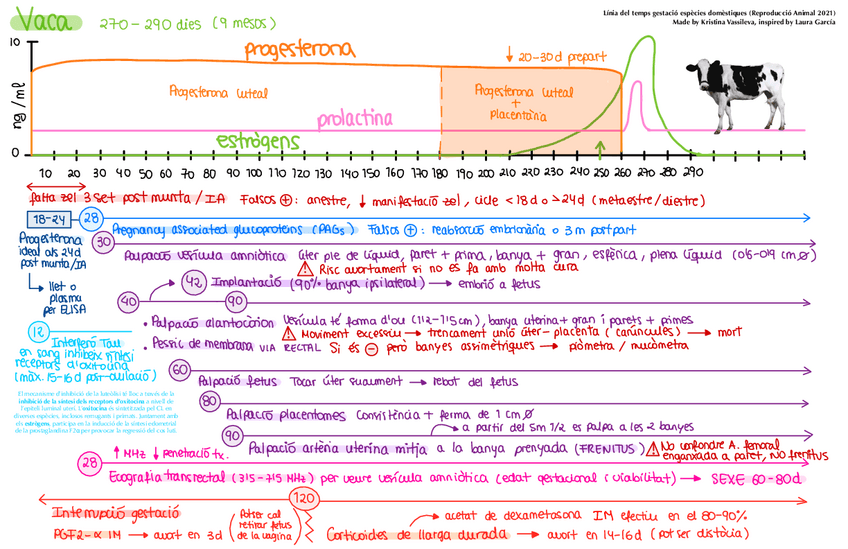 Miniatura del documento Linia-del-temps-gestacional-.pdf