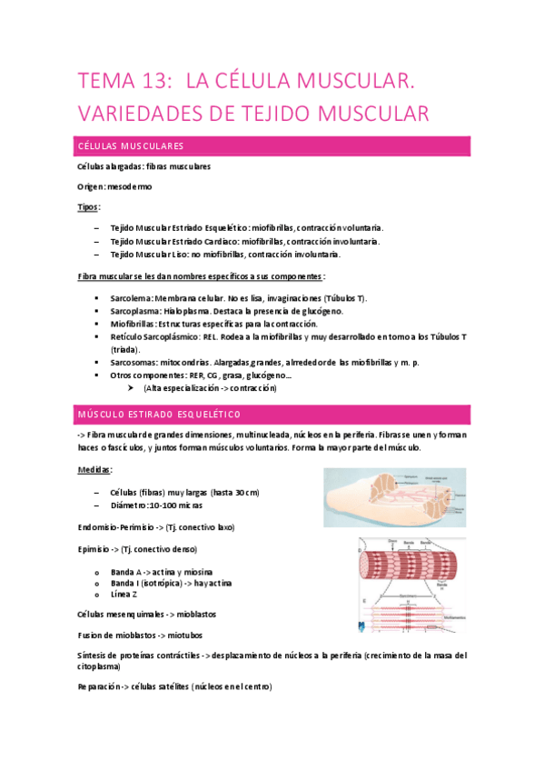 Miniatura del documento Tema-13-tejido-muscular.pdf
