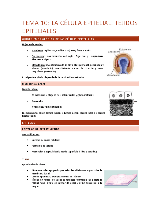 Miniatura del documento Tema-10-la-celula-epitelial.pdf