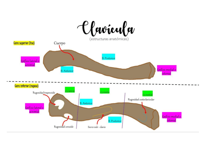 Miniatura del documento CLAVICULA.pdf
